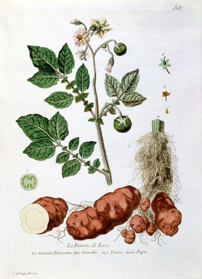 Potato, Botanical Plate from 